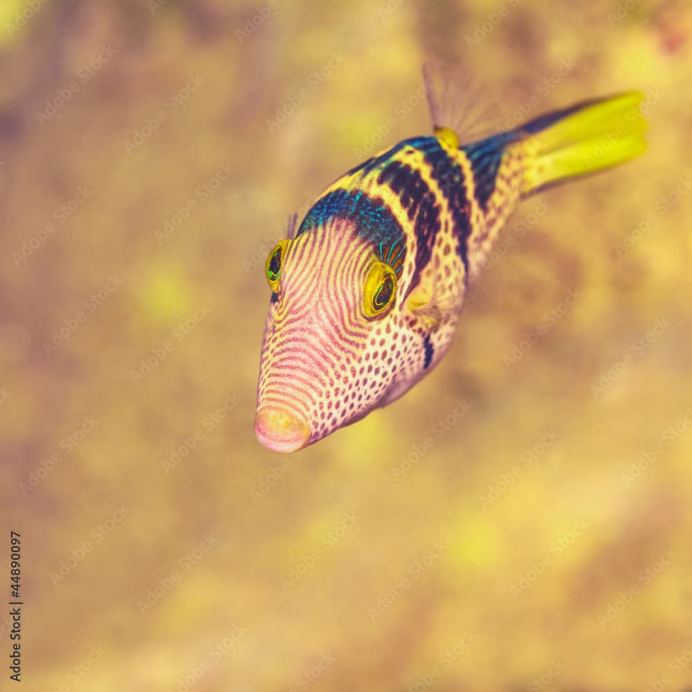 The blacksaddle filefish