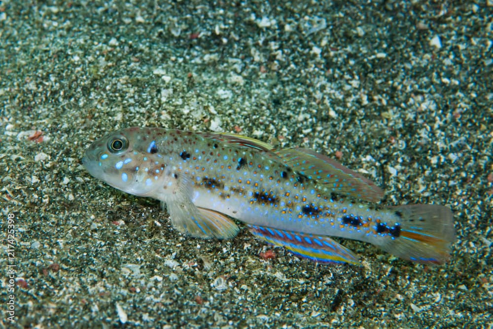 Pretty Lagoon-Goby Oplopomus oplopomus
