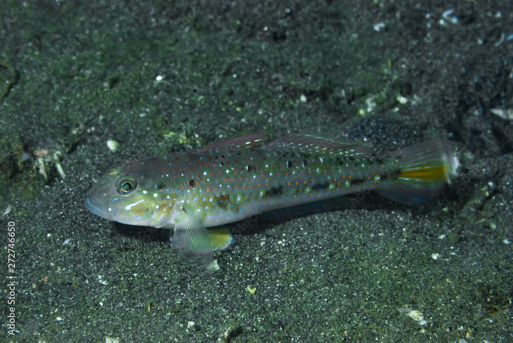 Pretty Lagoon-Goby Oplopomus oplopomus