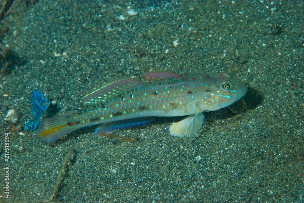 Pretty Lagoon-Goby Oplopomus oplopomus