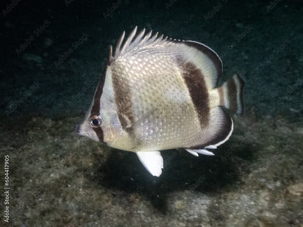 Threebanded Butterflyfish