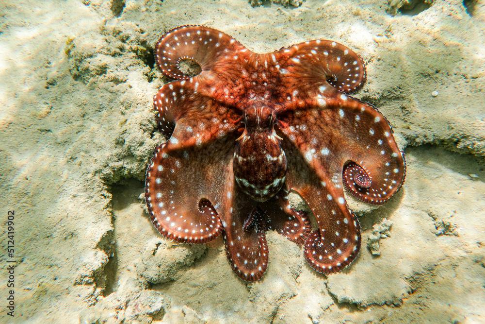 Octopus cyanea displaying beautiful camouflage patterns