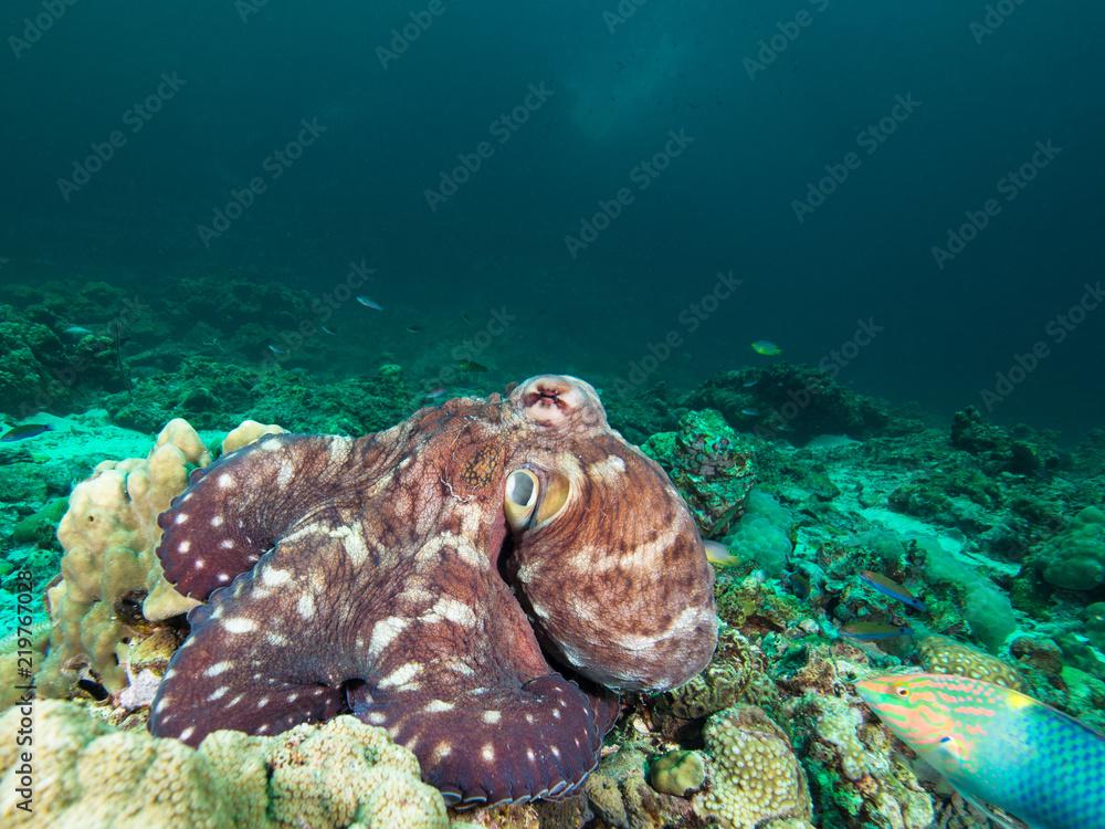 Octopus on a coral reef