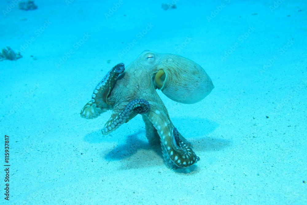 Reef octopus