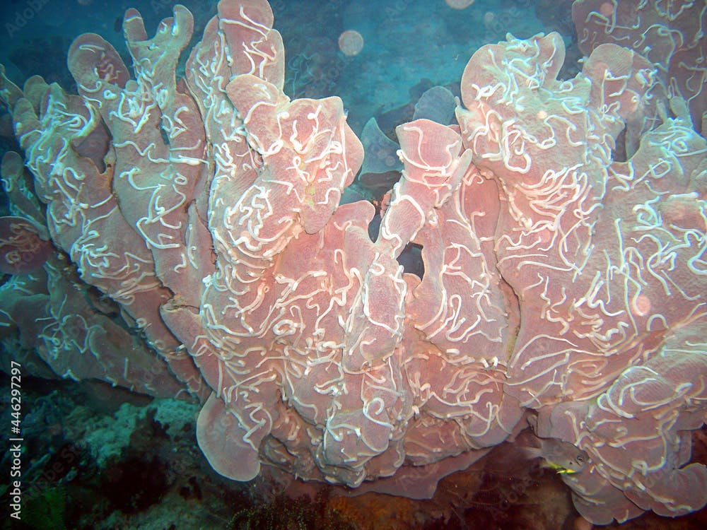 Sea Cucumbers (Synaptula Lamperti) on a Coral in the filipino sea 9.12.2016