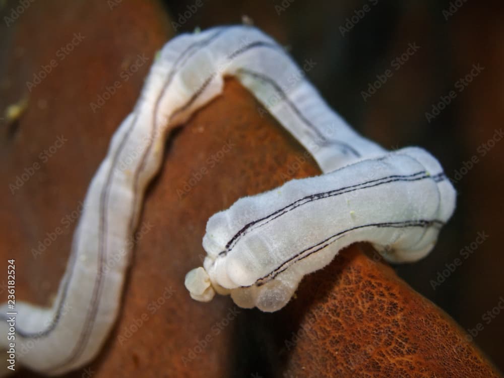 Lampert`s sea cucumber, Wurmseegurke (Synaptula lamperti)