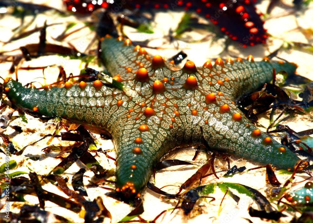 Beaded Starfish (Pentaceraster mammillatus), Kiwengwa, Zanzibar, Tanzania.