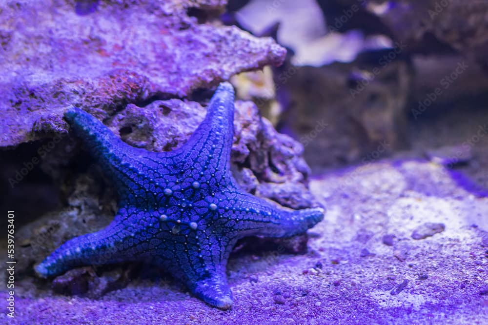 The protoreaster common starfish. Pentaceraster Mammillatus . They are distributed in the tropical Pacific and Indian Oceans.