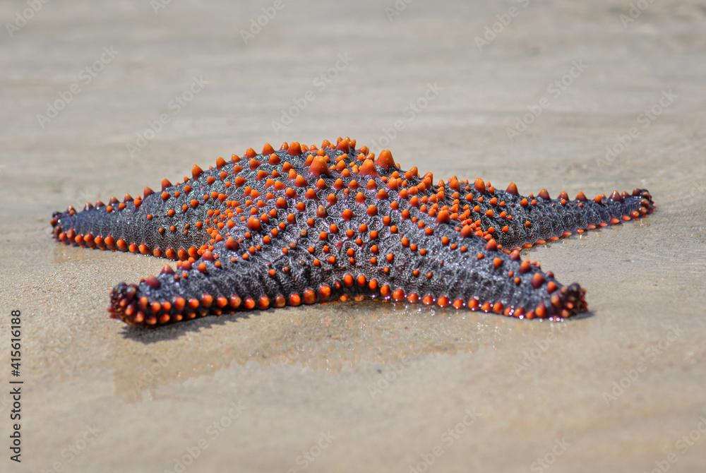 Multicolored Knobbed Starfish - Pentaceraster mammillatus, beautiful large colored seastar from African reefs and coasts, Zanzibar, Tanzania.