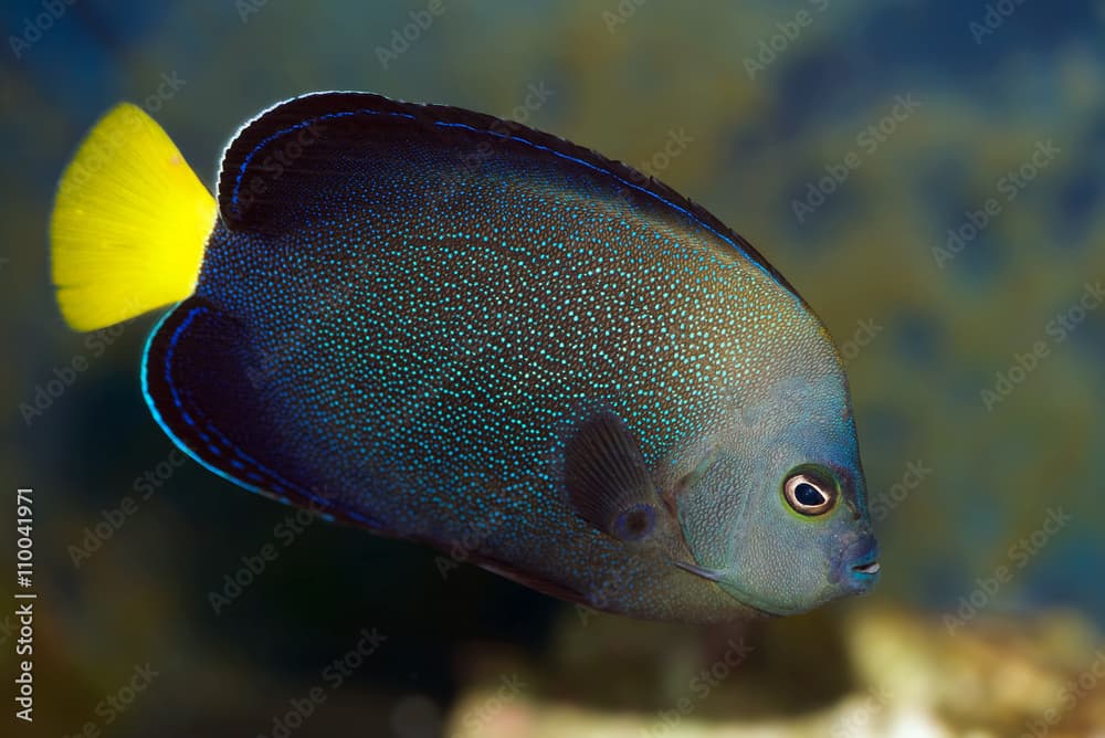 Blue spotted Angelfish, Chaetodontoplus caeruleopunctatus, also known as the Blue-spangled Angelfish