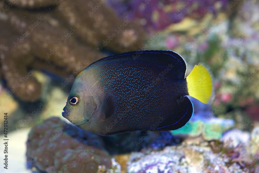 Blue spotted Angelfish, Chaetodontoplus caeruleopunctatus, also known as the Blue-spangled Angelfish