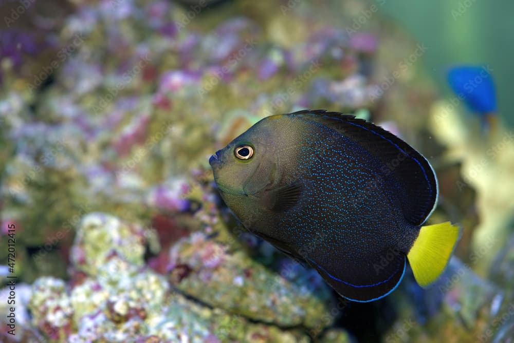 Blue spotted Angelfish, Chaetodontoplus caeruleopunctatus, also known as the Blue-spangled Angelfish