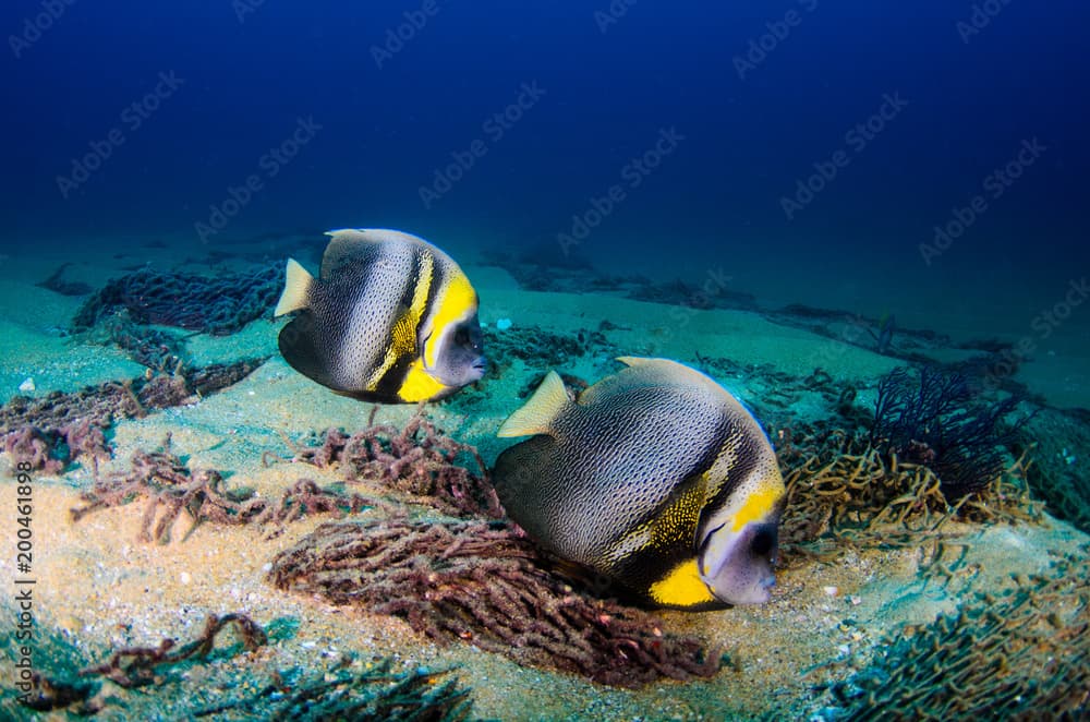 Cortez Angelfish, (Pomacanthus zonipectus) feeding in a shipwreck. reefs of the Sea of Cortez, Pacific ocean. Cabo Pulmo, Baja California Sur, Mexico.The world's aquarium.