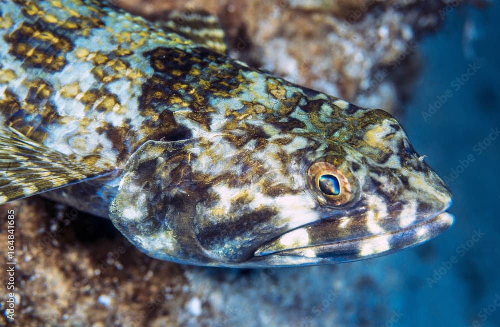 Synodus intermedius, the sand diver,