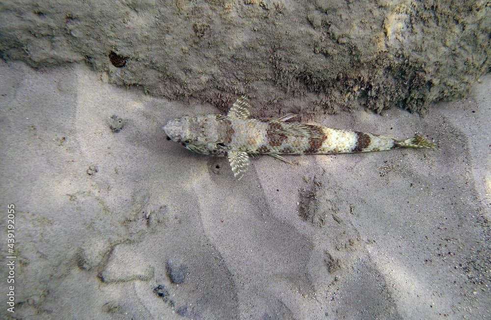 underwater photo of a Synodus intermedius laying on a sandy bottom 