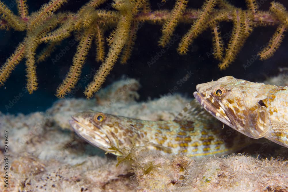 Sand Diver (Synodus intermedius)