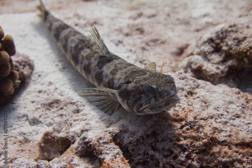 Sand Diver Lizardfish