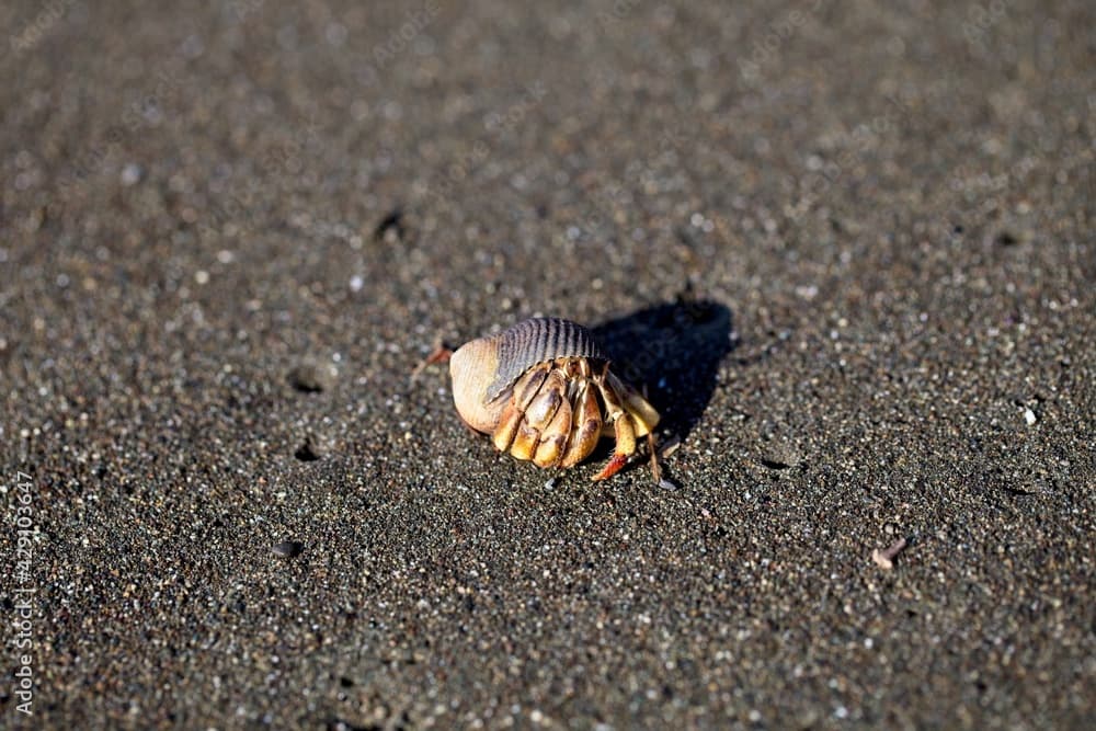 Closeup portrait of Hermit Crab (Pagurus samuelis) on sand in Corcovado National Park, Panama.