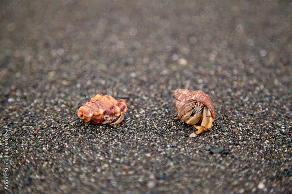 Closeup portrait of two Hermit Crabs (Pagurus samuelis) on empty beach Corcovado National Park, Panama.