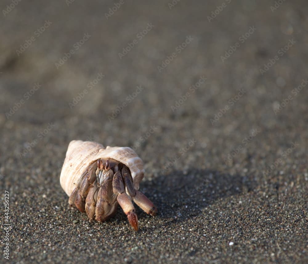 Closeup portrait of Hermit Crab (Pagurus samuelis) on empty beach Corcovado National Park, Panama