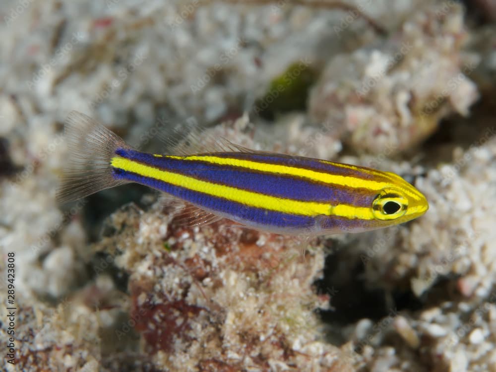 Yellowstripe threadfin bream