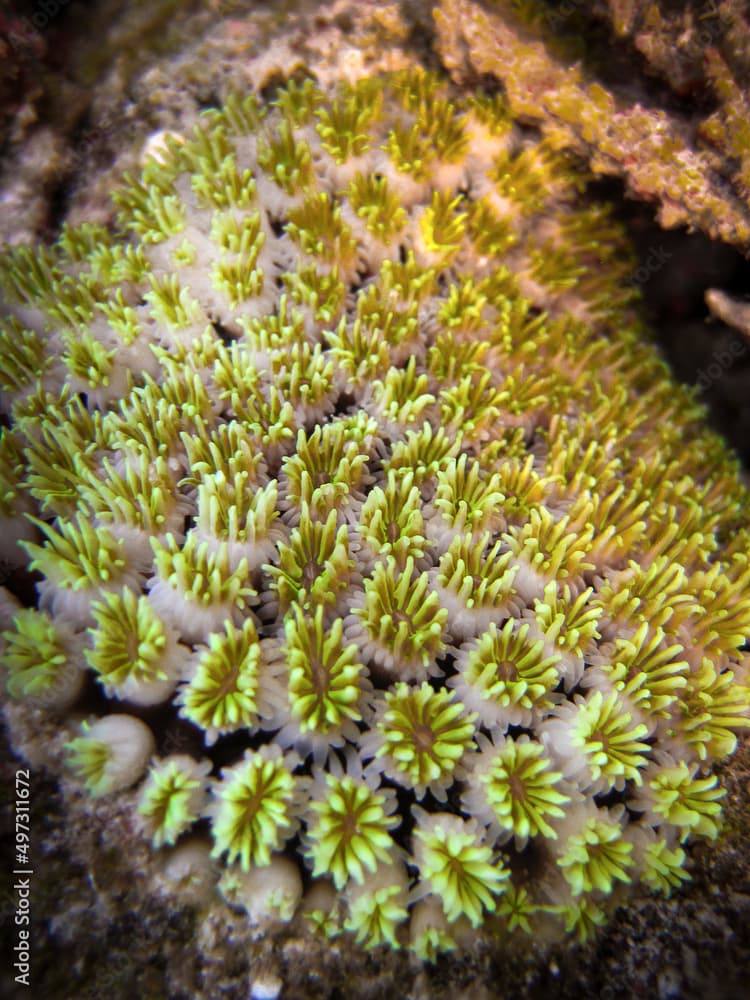 Galaxea Fascicularis - Octopus Coral - Fluorescence grass coral - Galaxy Coral