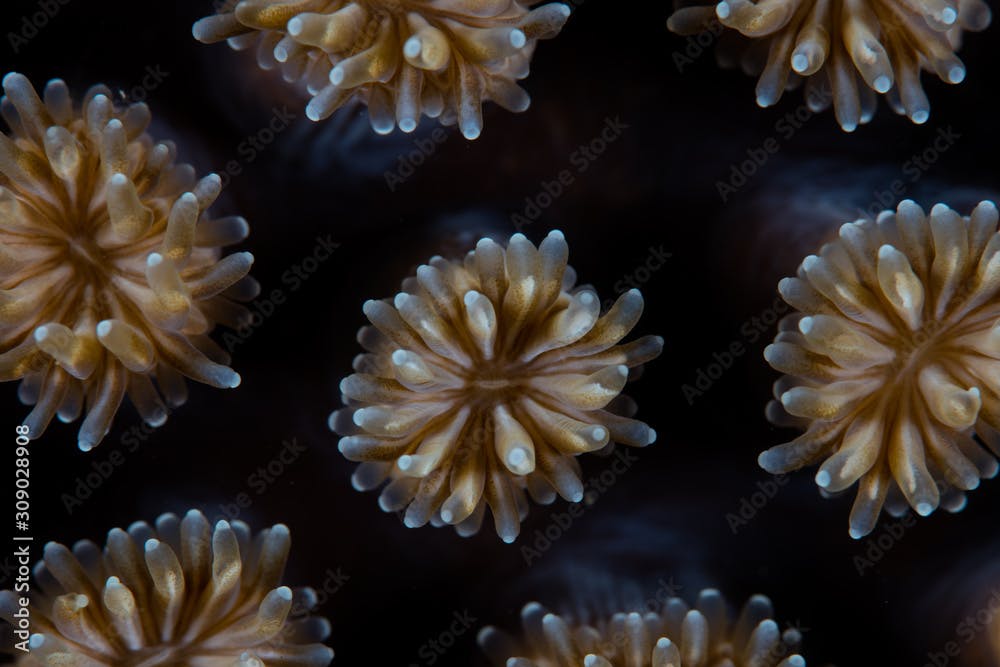 Detail of the polyps of a star coral, Galaxea fascicularis, growing on a coral reef in Indonesia. Each coral polyp is an individual animal.