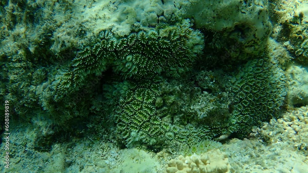 Crystal coral or octopus coral, fluorescence grass coral, galaxy coral (Galaxea fascicularis) undersea, Red Sea, Egypt, Sharm El Sheikh, Nabq Bay