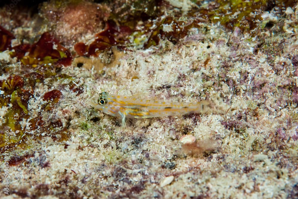 Pallid Goby Coryphopterus eidolon