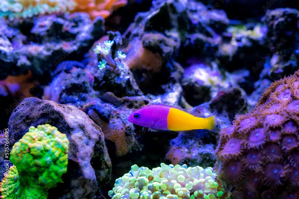 The royal dottyback - (Pictichromis paccagnellorum)