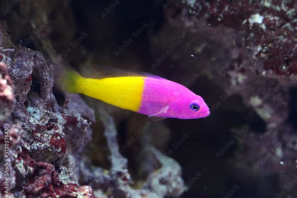 Pseudochromis paccagnellae. Royal dottyback among the reefs