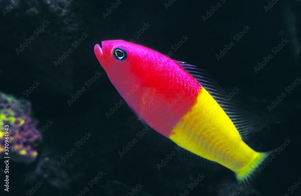 Royal Dottyback, pseudochromis paccagnellae