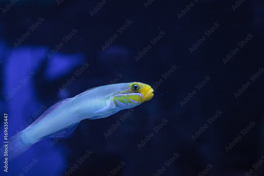 Sleeper Gold Head Goby fish Valenciennea strigata