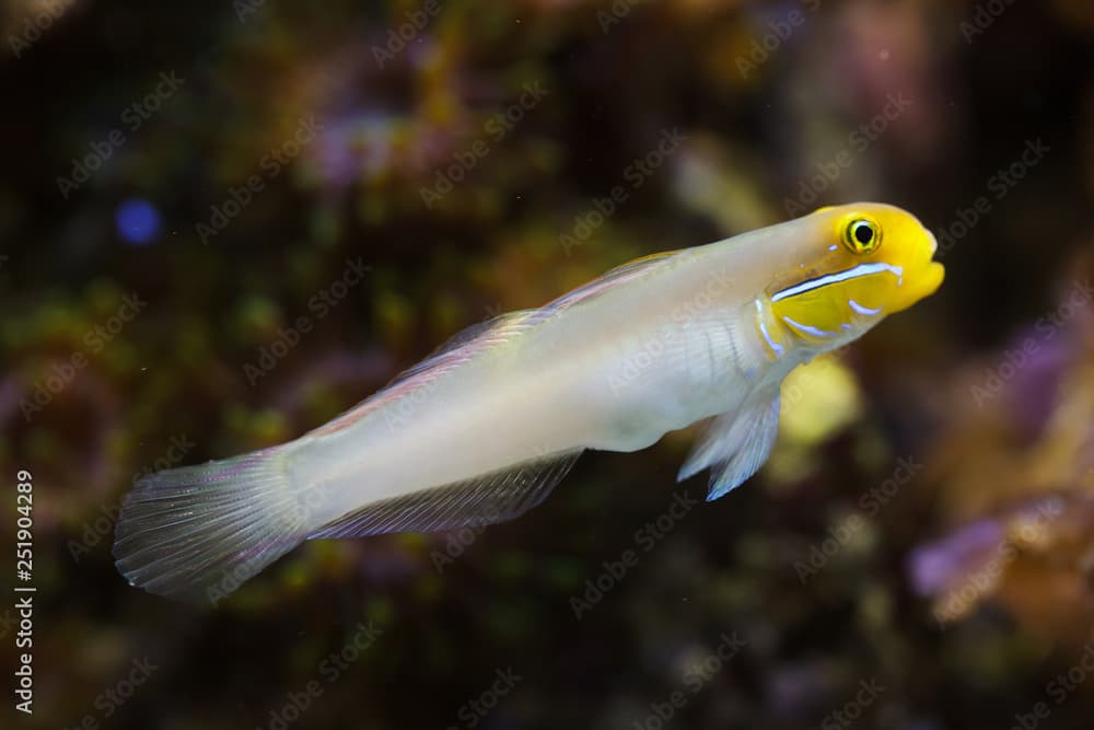 Blueband goby (Valenciennea strigata)