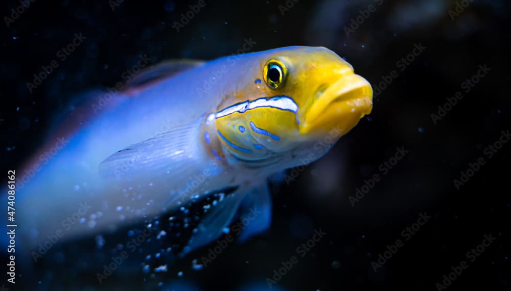 Blueband goby (Valenciennea strigata) filtering sand, close-up