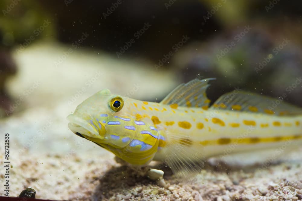 Valenciennea puellaris