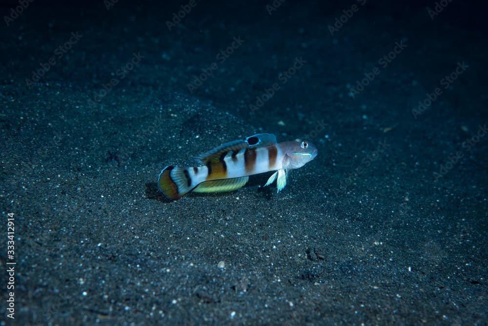 Broad-Banded Sleeper Goby (Valenciennea wardii)