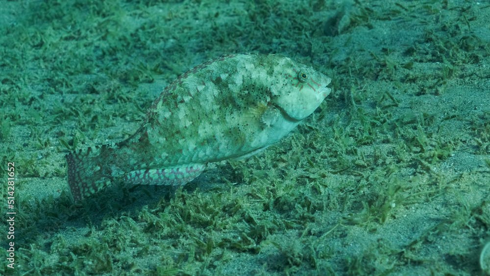 Close-up of Parrot fish grazes on sandy bottom covered with green seagrass. Viridescent Parrotfish (Calotomus viridescens).