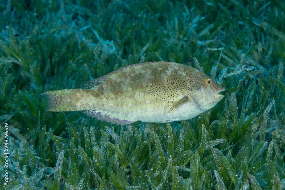 Viridescent Parrotfish (Calotomus viridescens) swim over sea grass, Red Sea, Dahab, Egypt, Africa