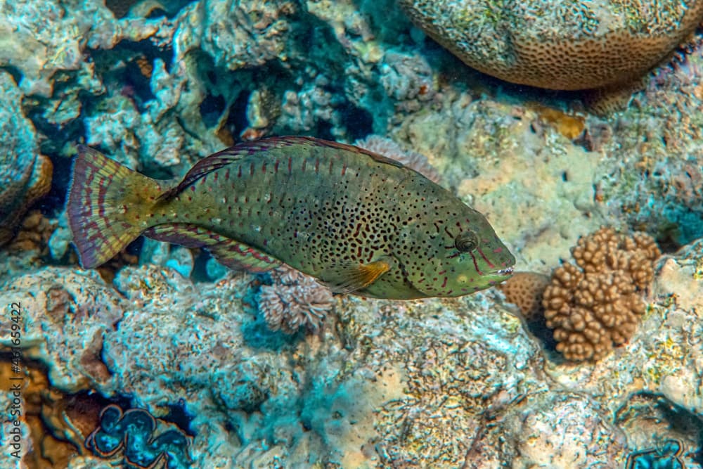 Dotted Parrotfish - Calotomus viridescens,  Red Sea,Egypt