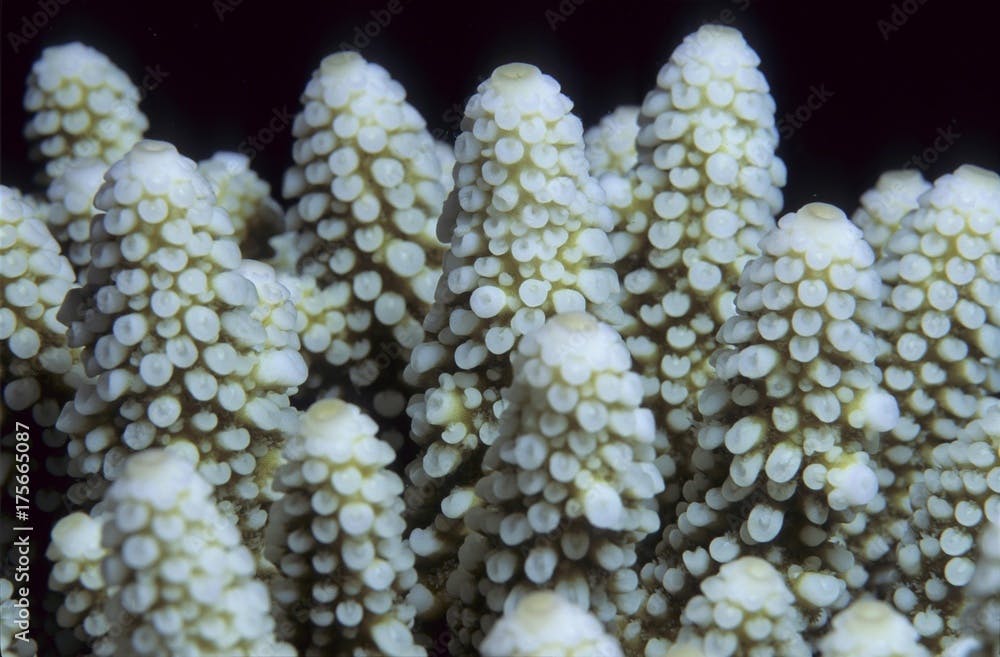 Stone Coral Acropora nasuta.