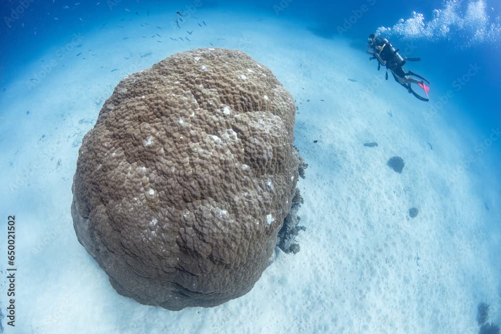 Scuba diving with friends in the Great Barrier Reef in a beautiful day with clear water