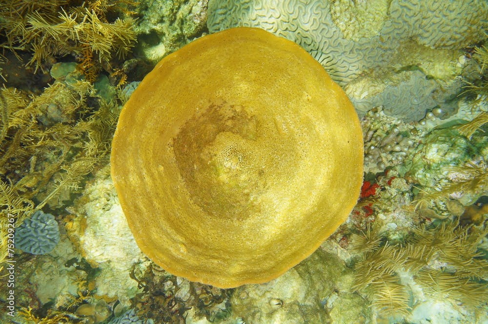 Underwater life Bell sponge Ircinia campana