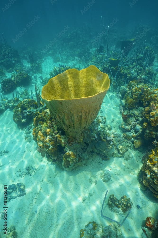 Large vase sponge Ircinia campana in Caribbean sea