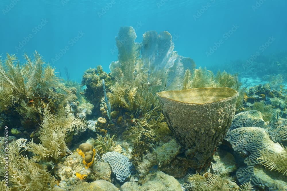 Coral reef under the water with vase sponge