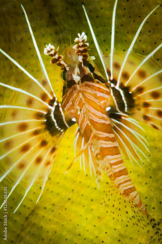 Spotfin Lionfish (Sebastapistes ballieui) on the Jahir 1 dive site, Lembeh Straits, North Sulawesi, Indonesia