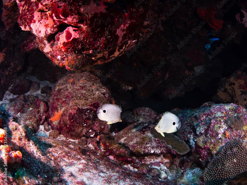 Four eye butterflyfish in Flower Garden Banks National Marine Sanctuary, East Bank 2023