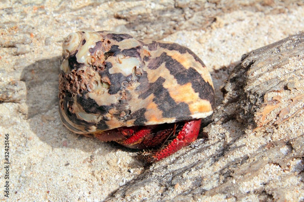 Red Legged Hermit Crab in Mexico beach sand