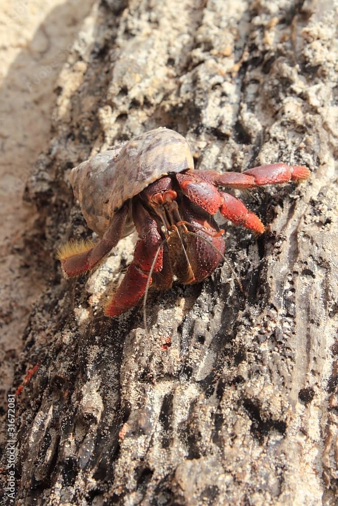 Red Legged Hermit Crab in Mexico beach sand