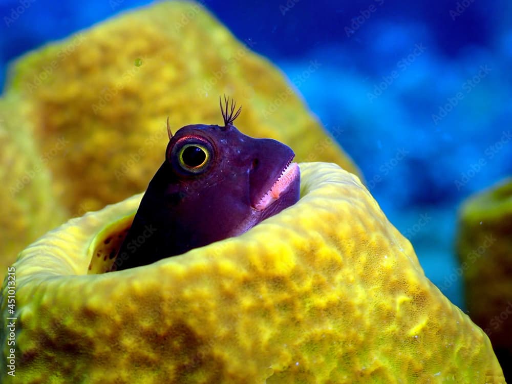 Portrait of Redlip blenny